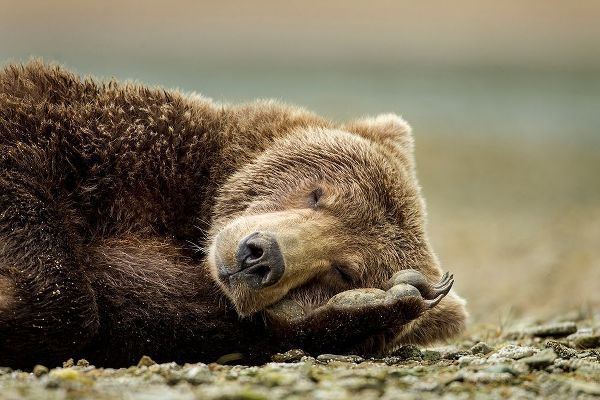 Brown Bear, Katmai National Park, Alaska.